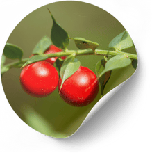 Butcher's broom red berries supporting healthy circulation to nerves